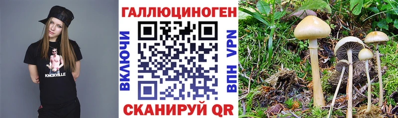 Псилоцибиновые грибы Cubensis  купить   Геленджик 
